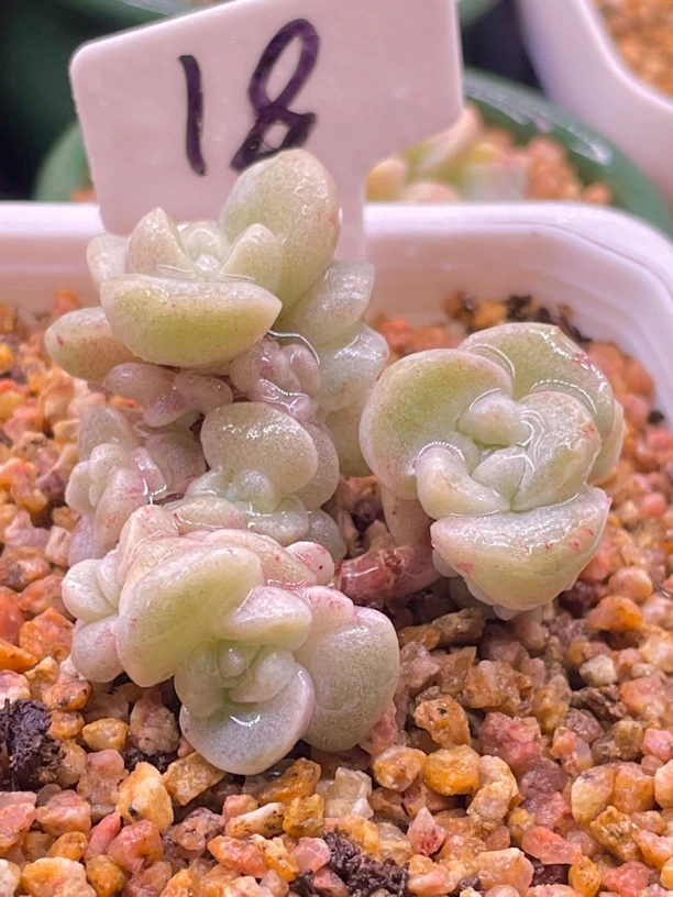 滨哥多肉冰玉石化群18头