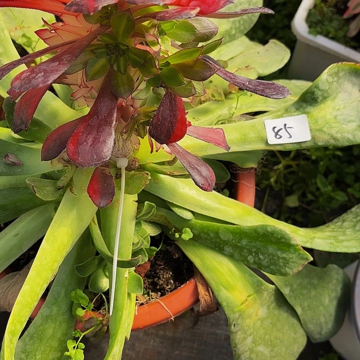 叶*85多肉植物植物植物植物