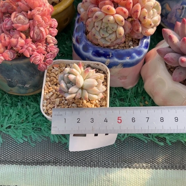 小**.217 多肉植物组合