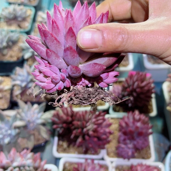 精品多肉植物老桩