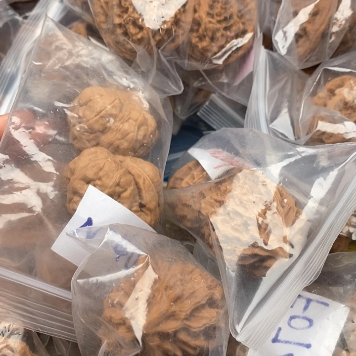 文玩核桃把件核桃