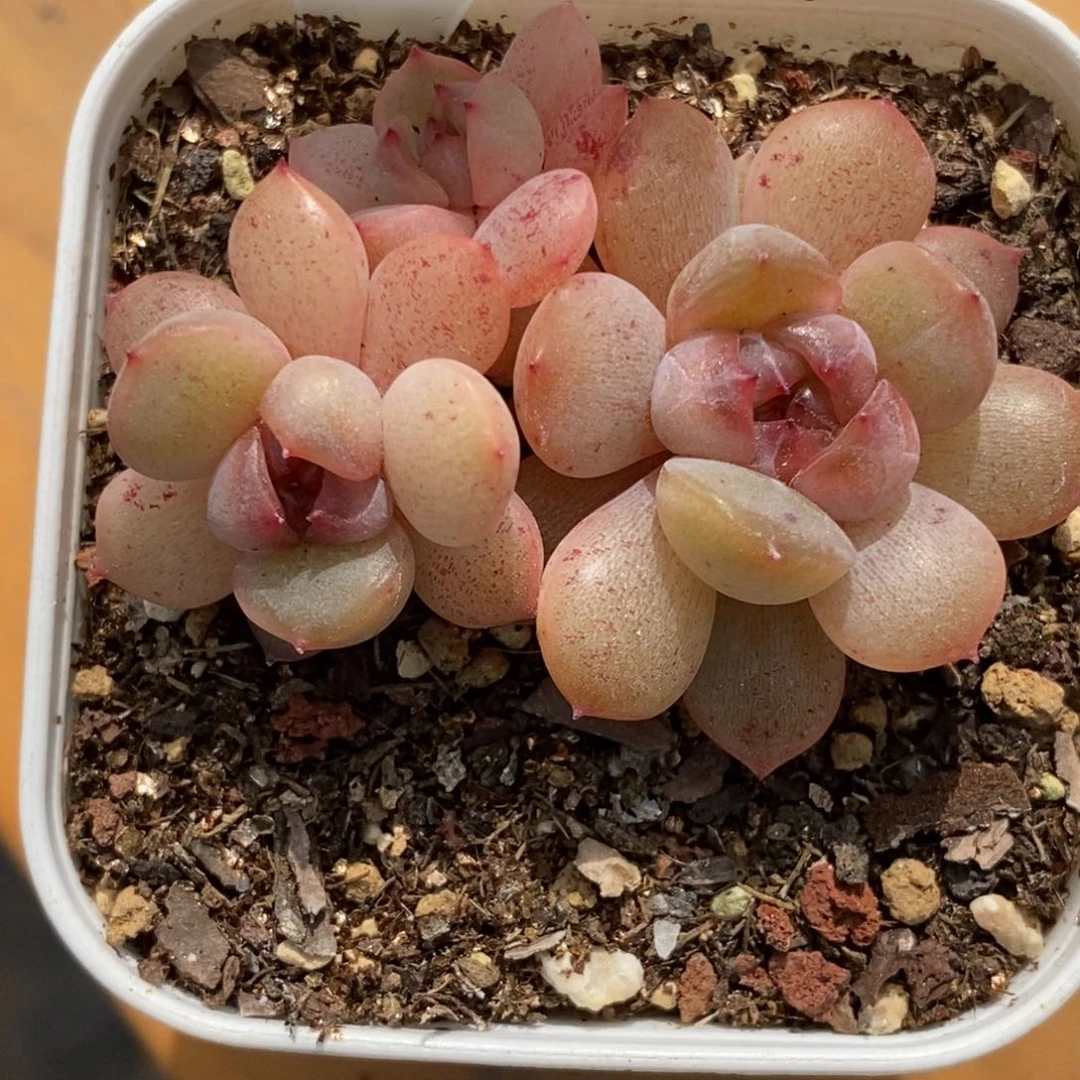 19东篱下多肉植物盆栽
