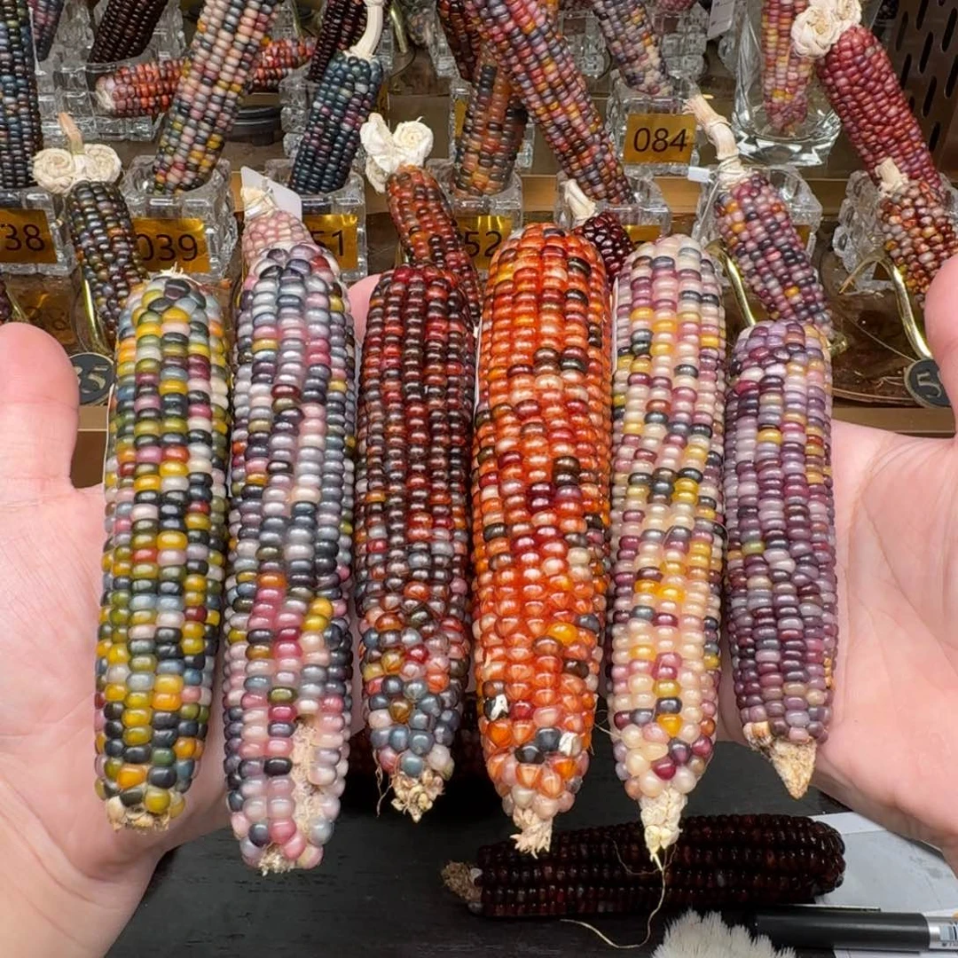 柏香籽/百香籽吊坠肉***妈