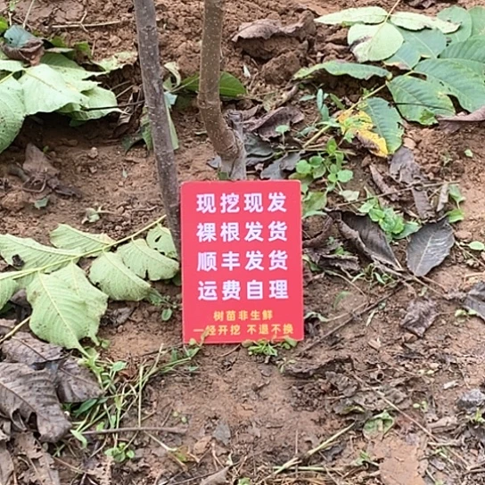 刘***斌吊坠文玩核桃文山