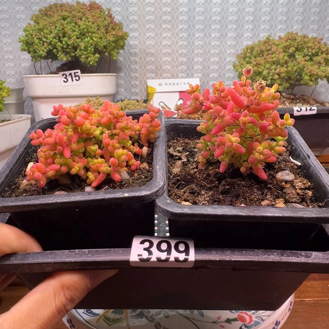 枝干番杏多肉植物399