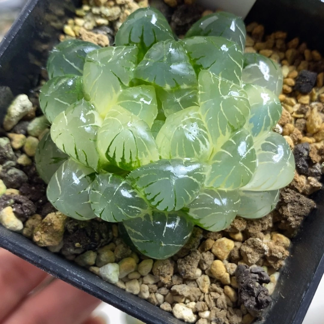 330湖水玉露锦糊斑趋势