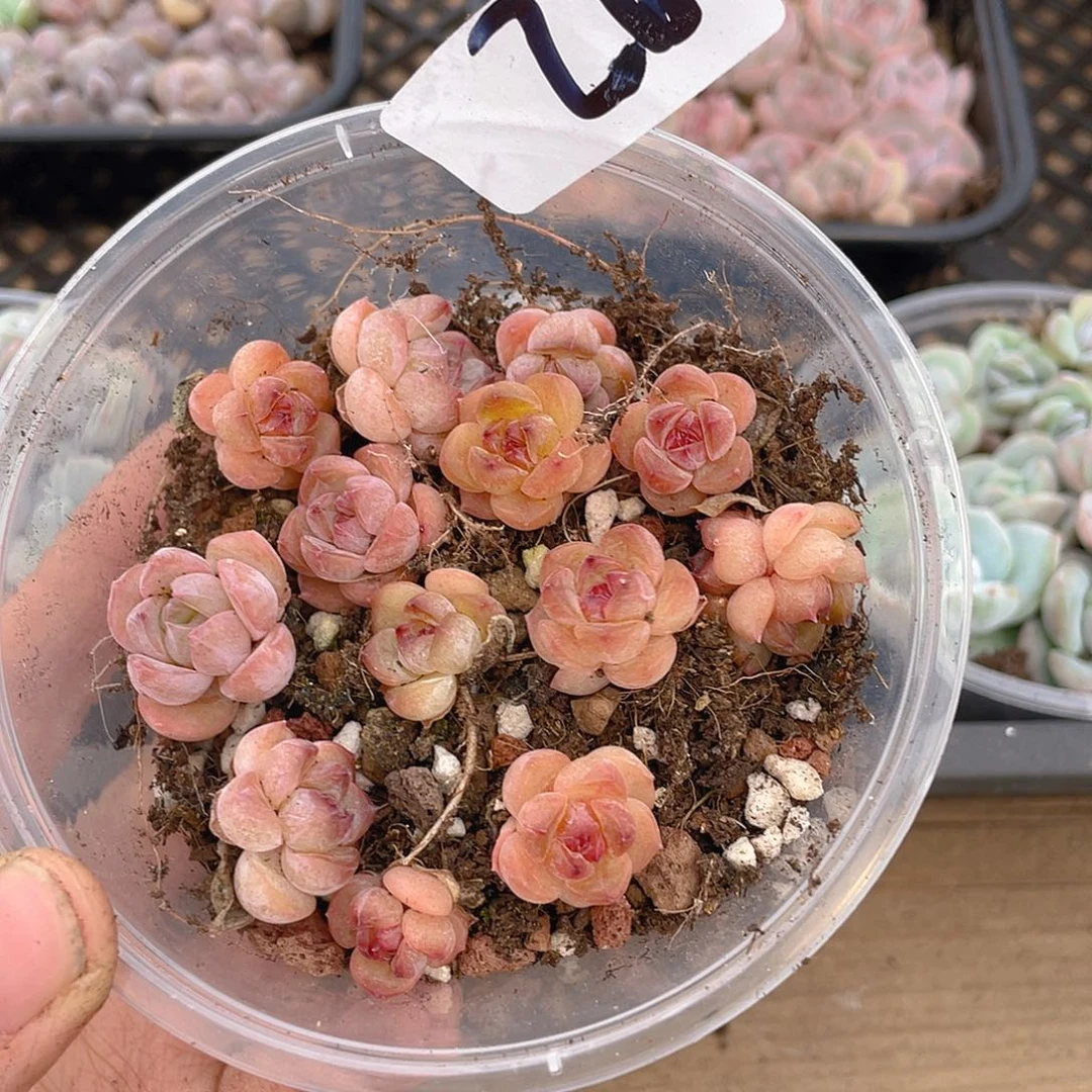 多肉植物多肉植物92