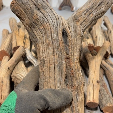 大果紫檀（缅甸花梨）?****?