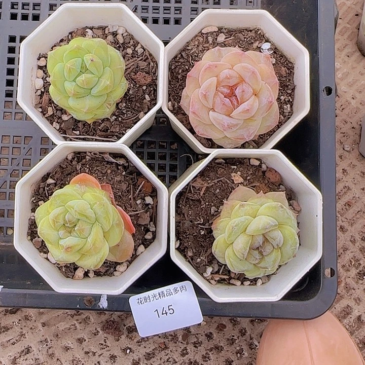 花时光精品多肉145