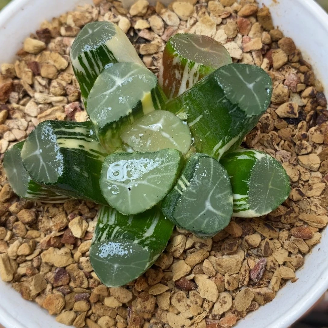 570玉龙万象多肉q