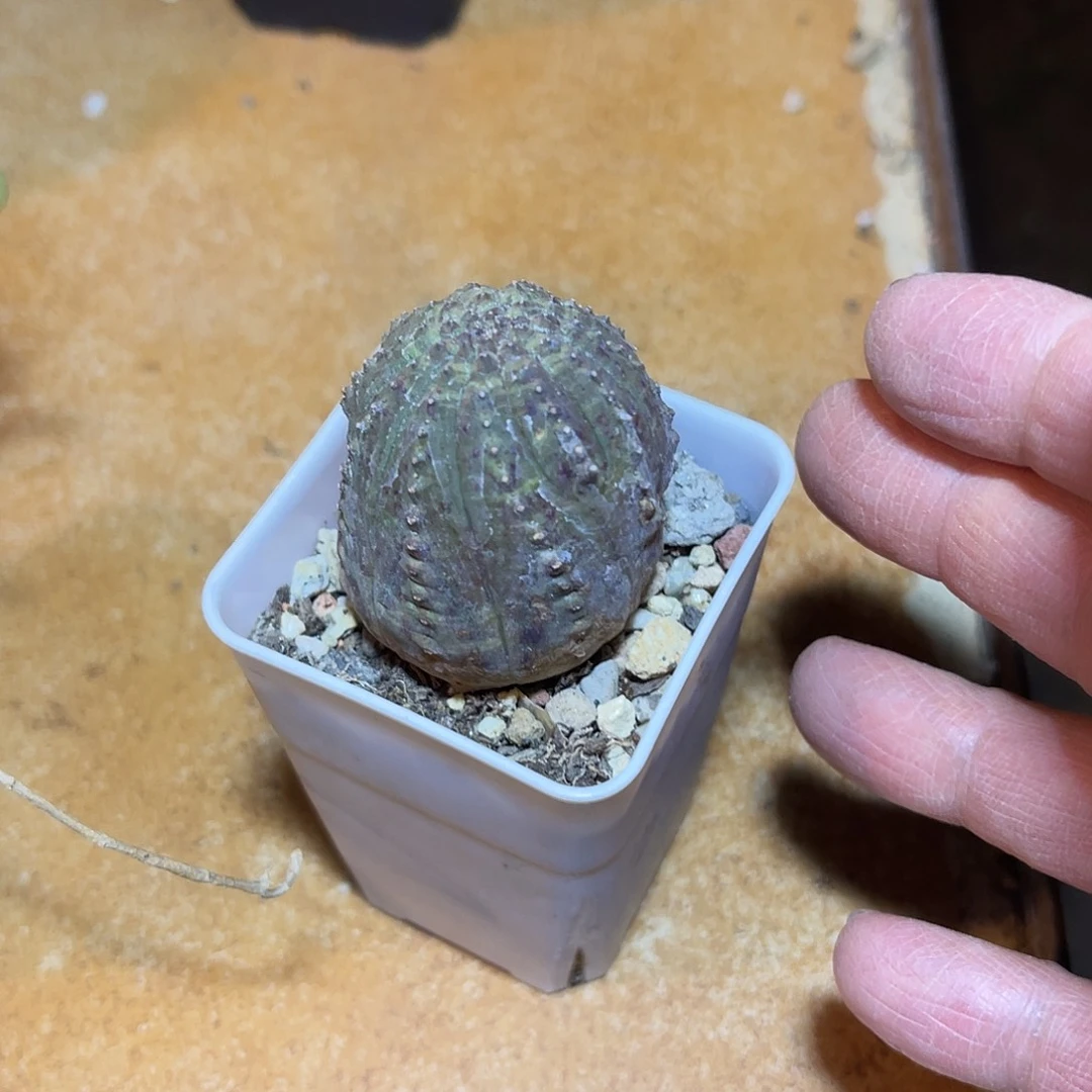 布纹球一物一拍下单包邮