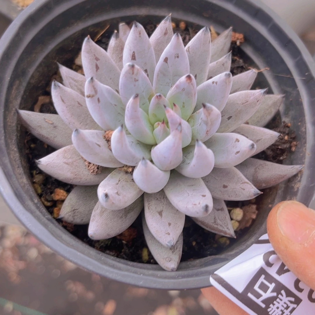 魔爪0342多肉植物