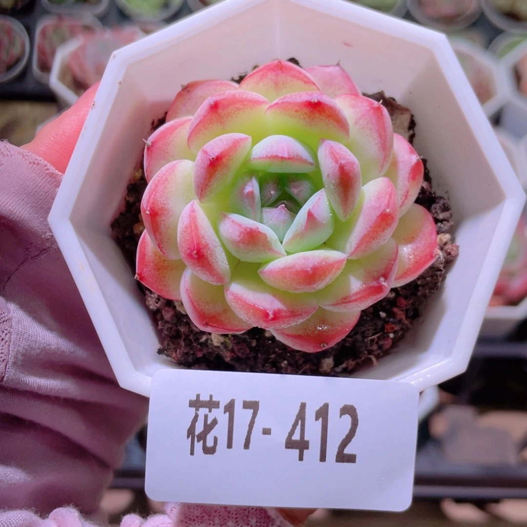 花利美17-412精选糖心