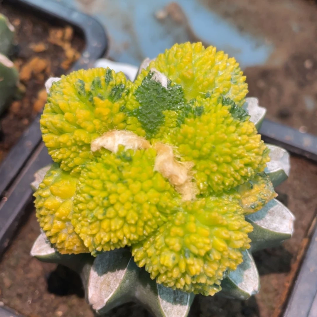 全部花朵精选大型炸犹散斑哥斯拉牡丹锦560