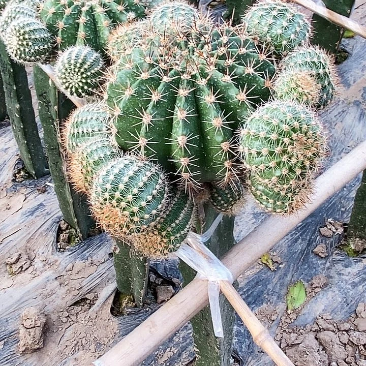 美*姐彩 小仙女/脱土脱盆20包邮/