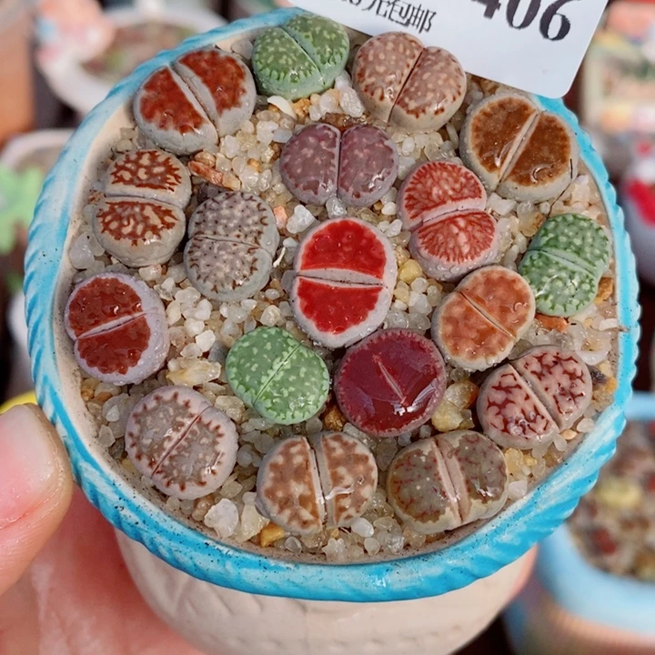 生石花花花花花花花花406