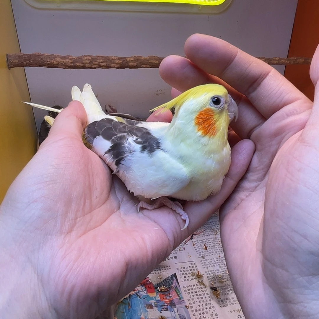 玄凤鹦鹉/鸡尾鹦鹉
