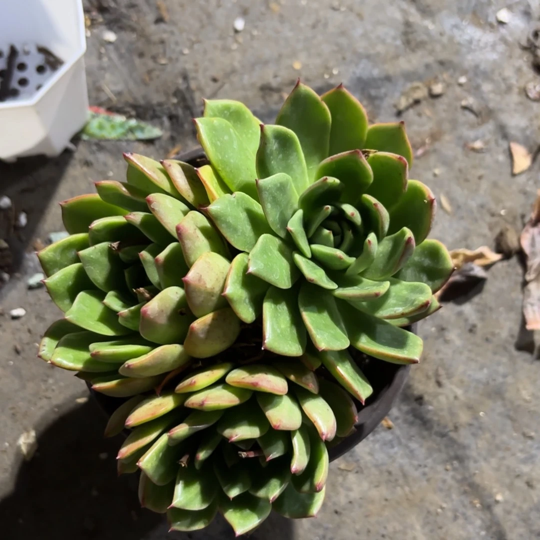 新疆包邮福利三头莲花座