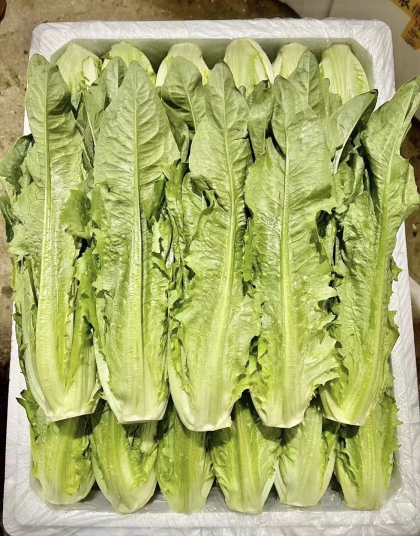 新鲜油麦菜现采现发冷链发货香甜可口美味佳肴