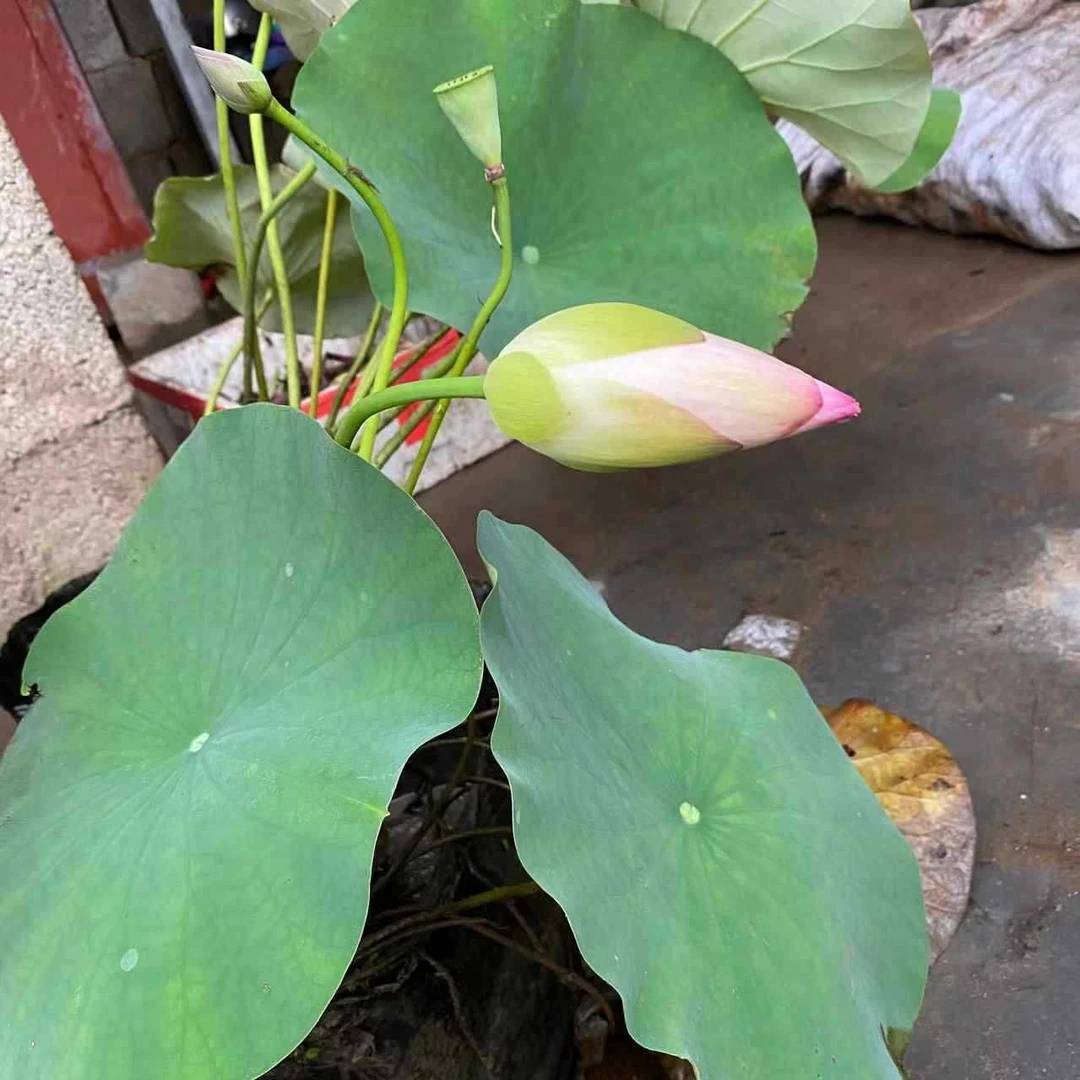 观赏荷花种藕苗水培盆栽四季开花室内外带芽莲藕种苗