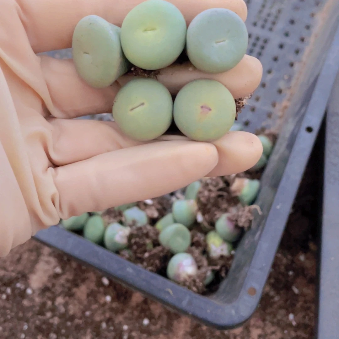 5颗小红嘴888888088