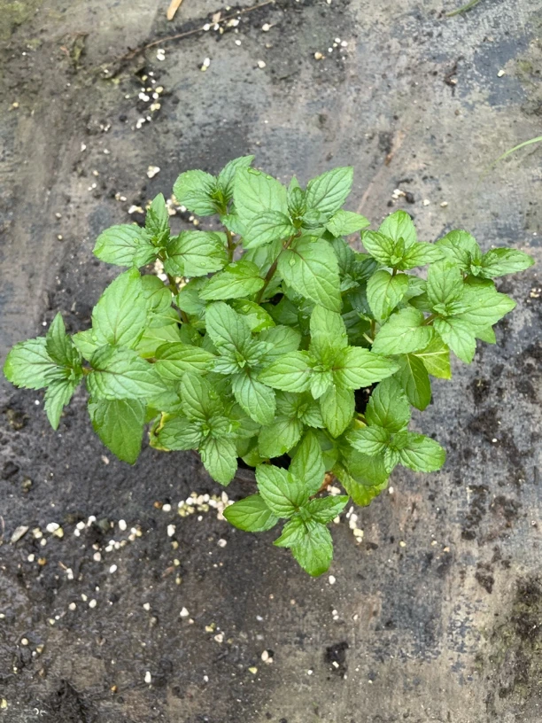 薄荷合集（12cm）盆栽室内室外地栽多年生耐寒驱蚊植物多口味