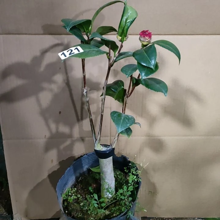 121女郎，原盆原土发货