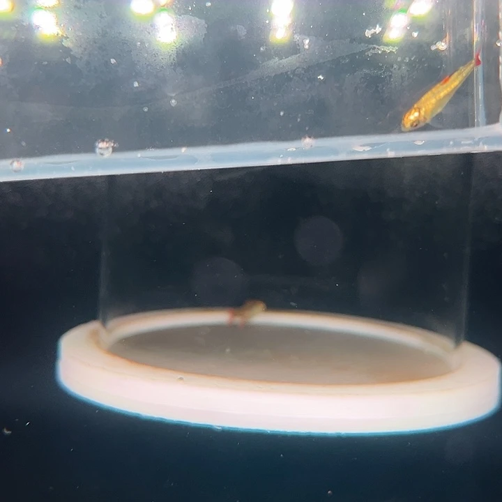 灯科鱼9号满金黑豆2cm