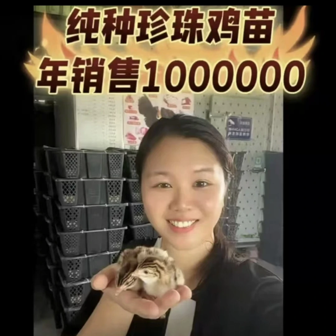 [假一赔十]预售新7月8日正宗宠物1日龄珍珠鸡