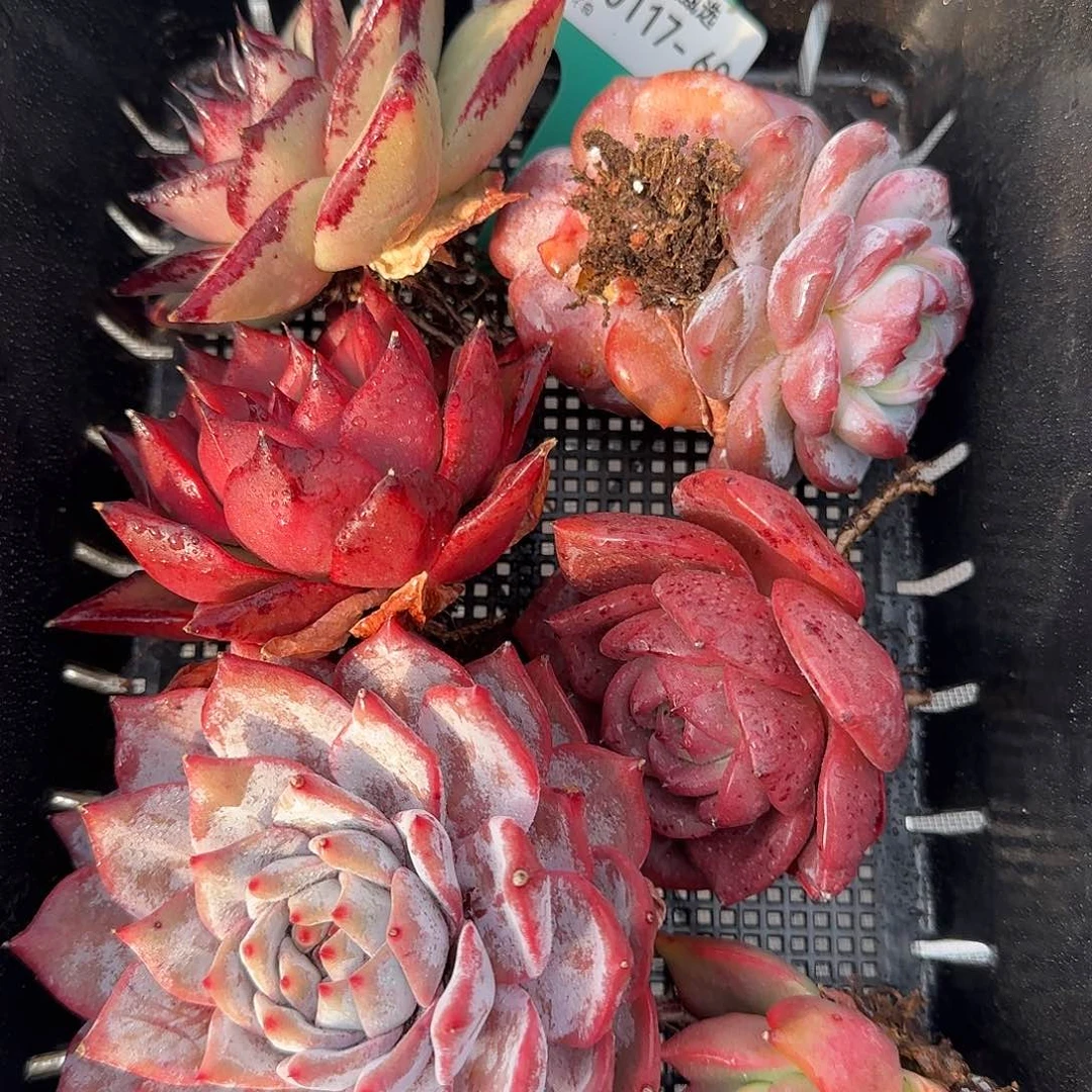 从前慢花园精选0117-60