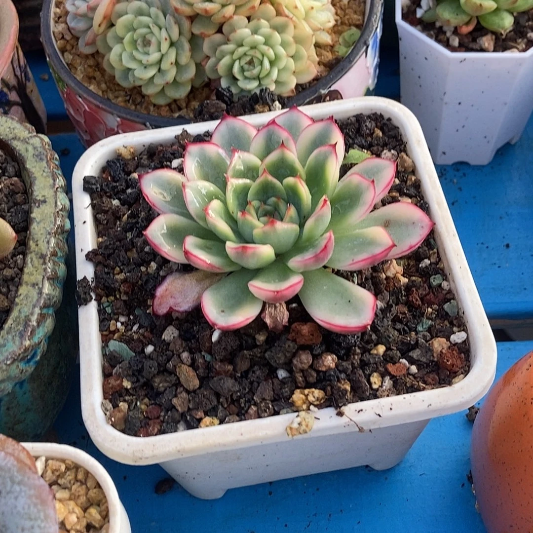 荷花锦单头一物一拍