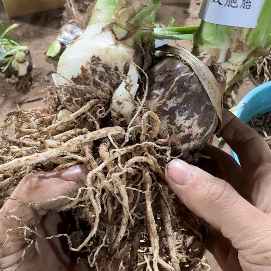 汤姆双包胎6+6发发发