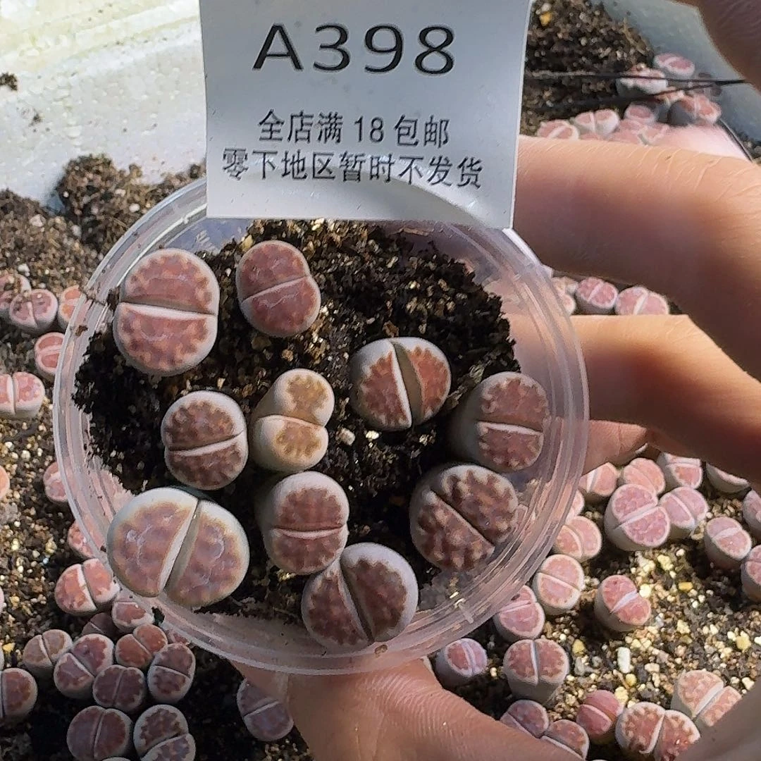 A398哈哈哈哈哈哈哈