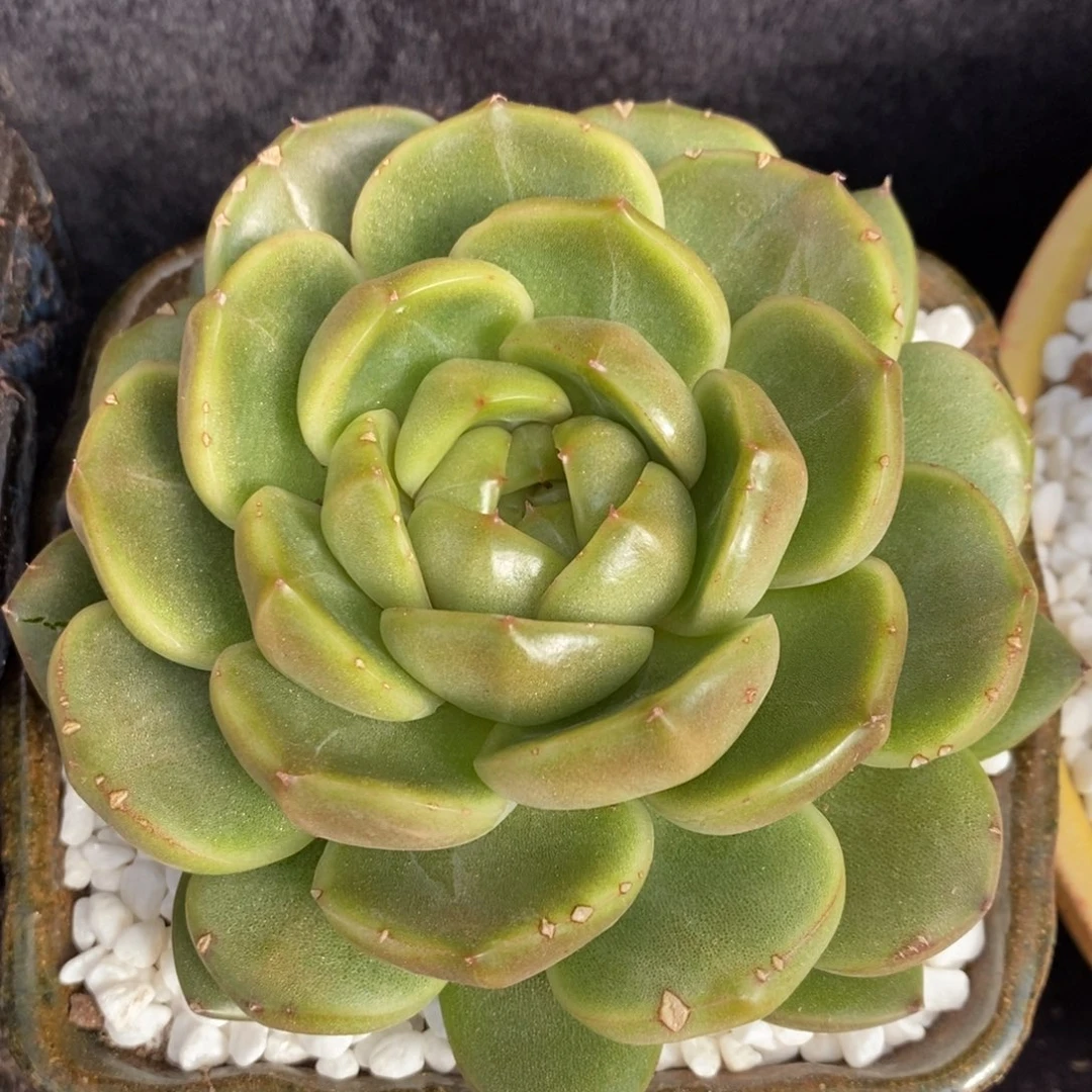 白玫瑰多肉植物盆栽