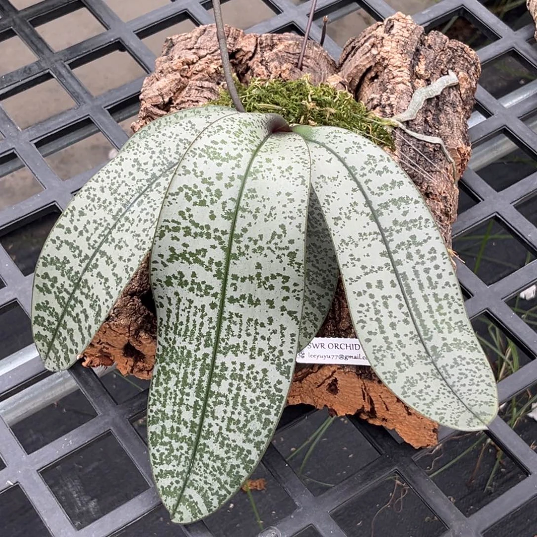 无花朵板值银叶西抽梗苗