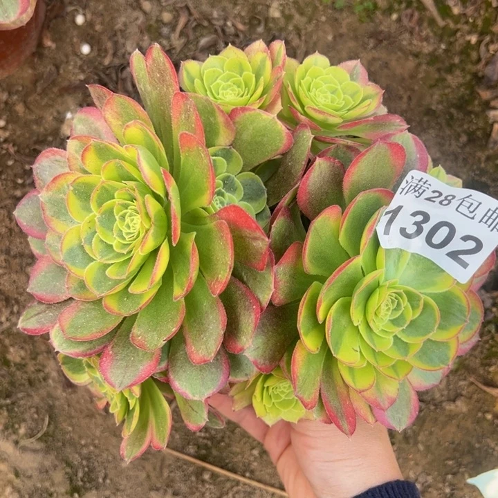 1302奶白多肉植物