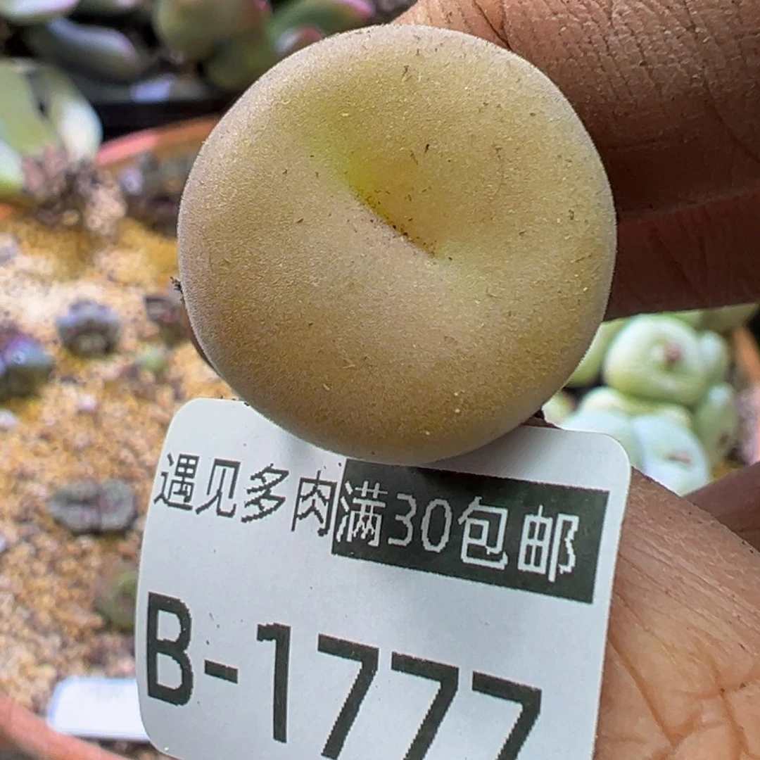 多肉植物1111111111114