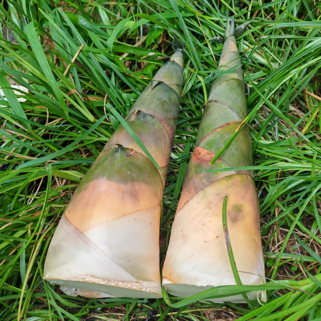 广西苦笋大头笋绿皮竹笋泡酸笋新鲜麻竹笋福建笋大竹笋