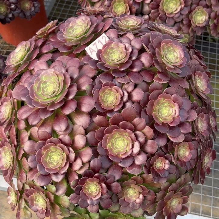 712荷兰玫瑰45厘米左右