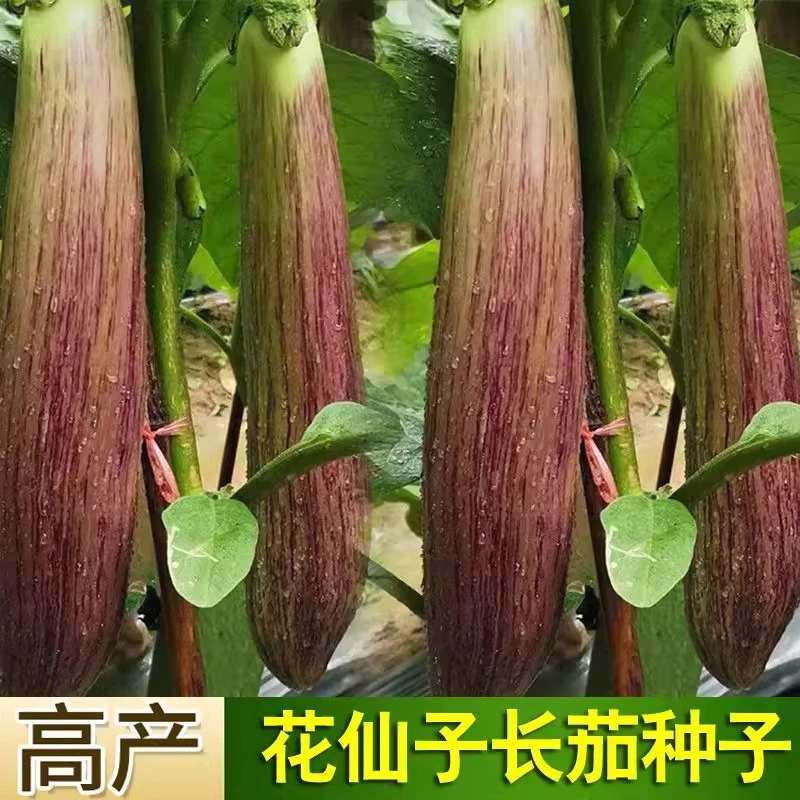 冰川竹丝长茄种子孑盆栽肉质细嫩精品花茄蔬菜种籽春季茄子孑