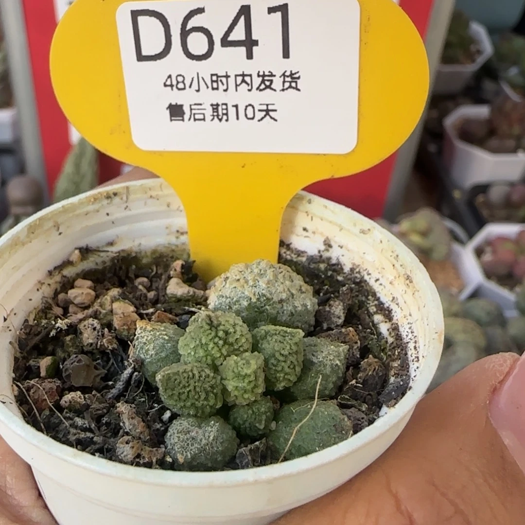 拾***代金10。      丸叶翠绿石641。