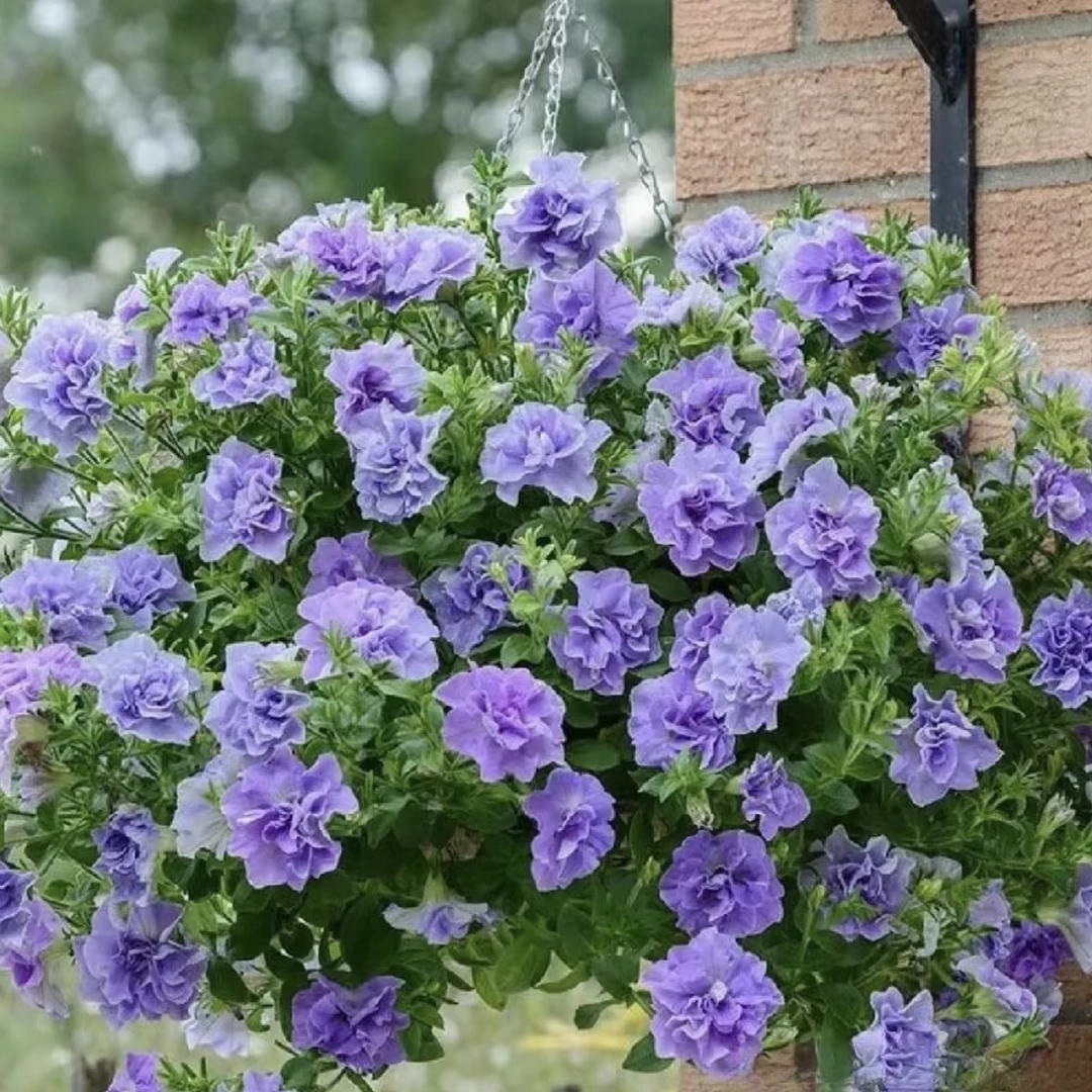 混色【矮牵牛】勤花到爆！春日小可爱阳台盆栽