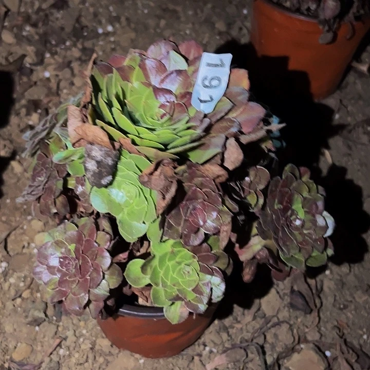 191花月夜多肉植物