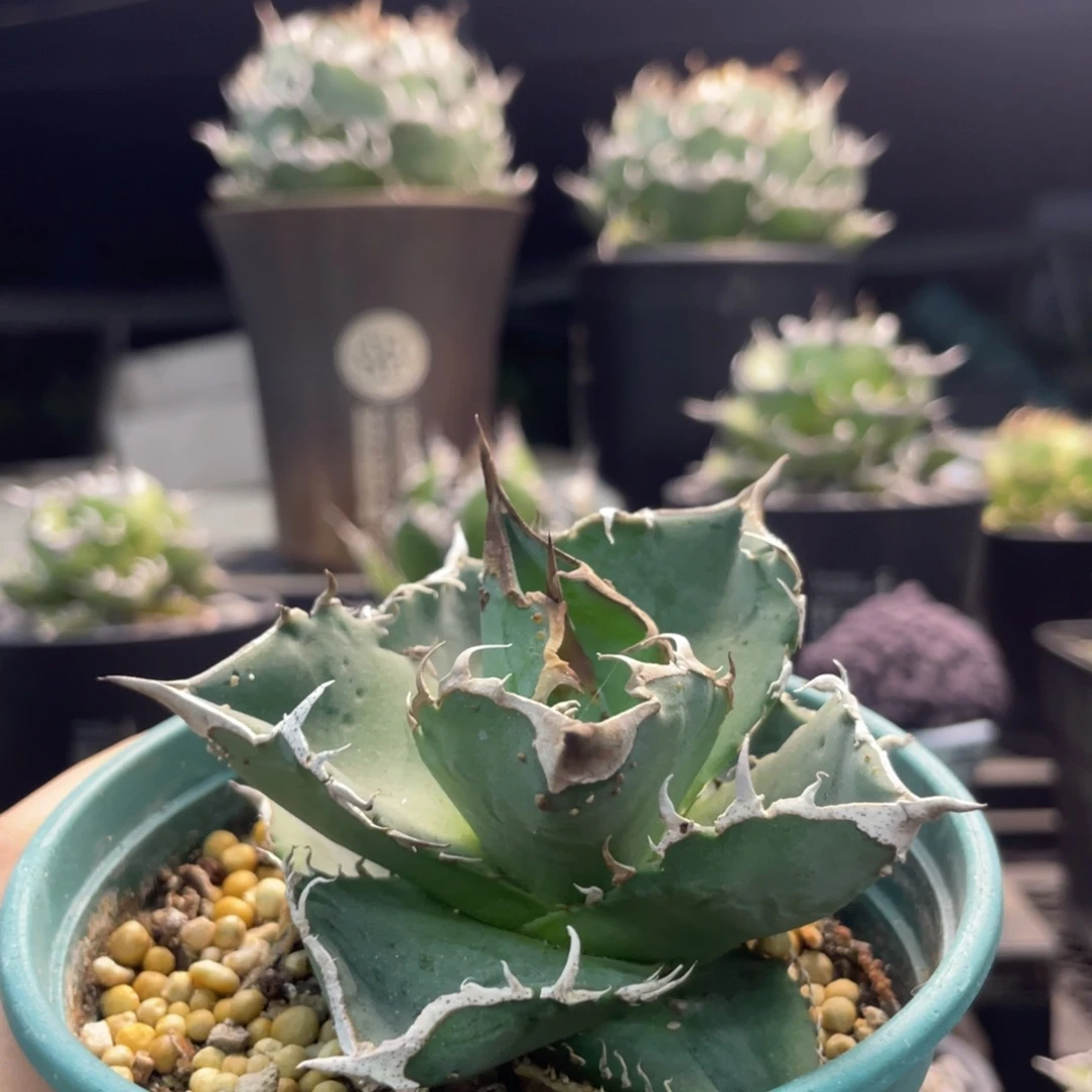 星空背刺8888888888888