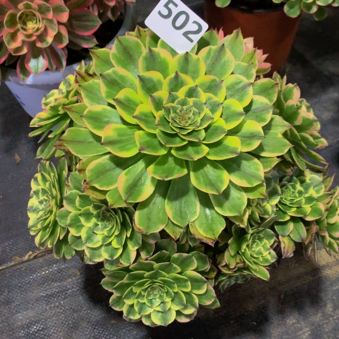 【闪购商品】七**豚502玉兔