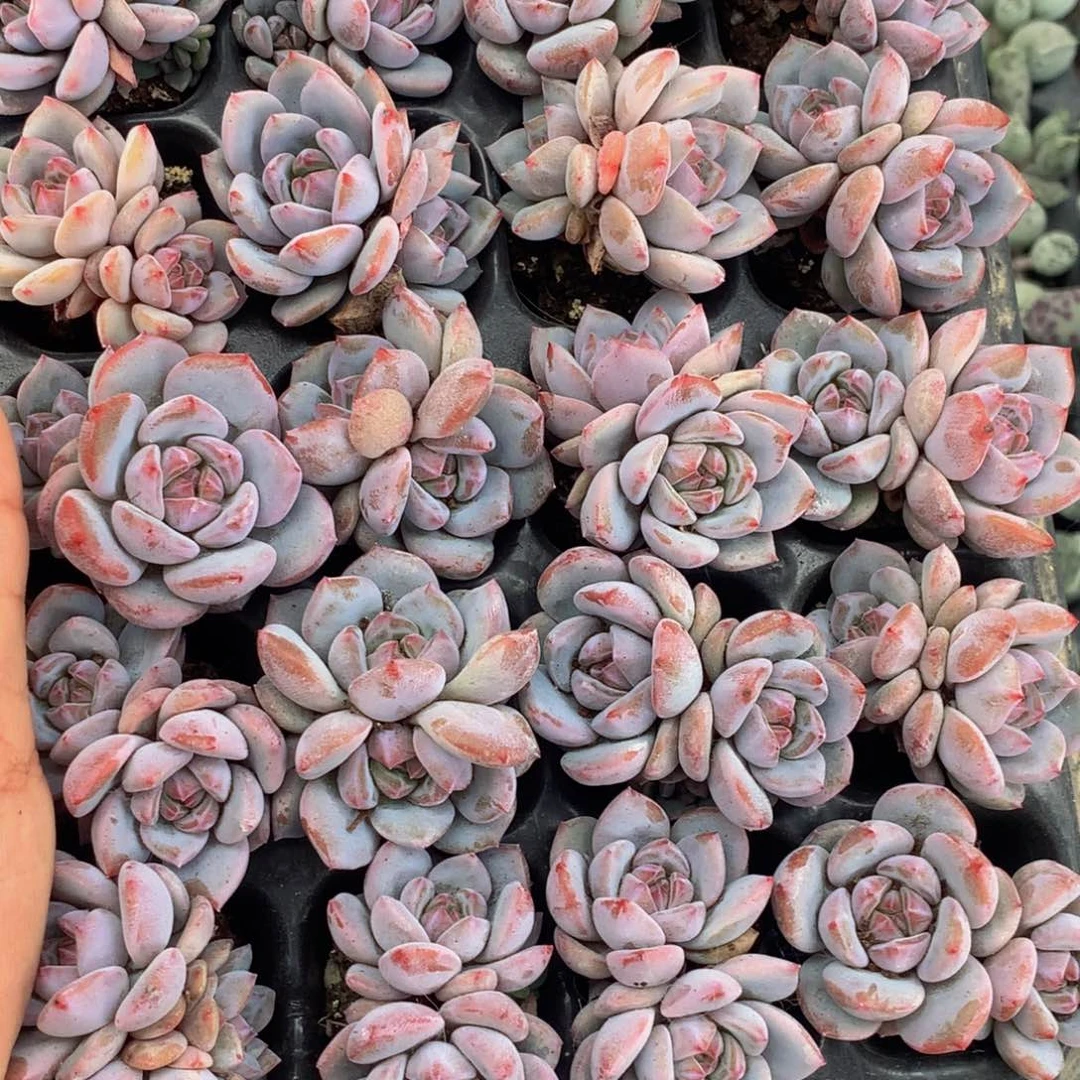 星星橙子双头10颗。包邮。多肉