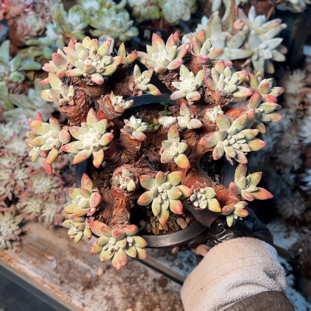 083法豆群生多肉啊啊啊