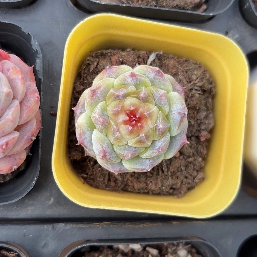 老桩糖心一物一拍