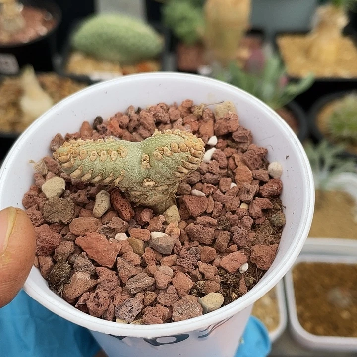 702白皮月界块根植物