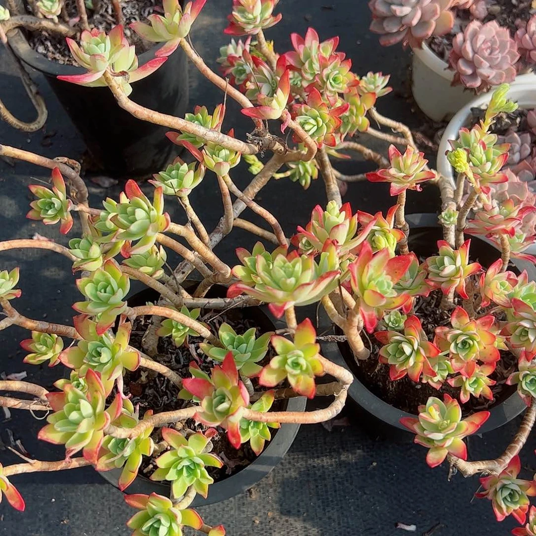 薄化妆两盆大盆飘枝